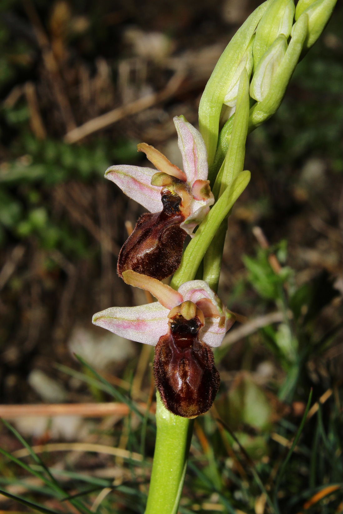 Ophrys arachnitiformis a confronto